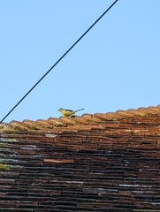 Motacilla cinerea cinerea