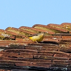 Motacilla cinerea cinerea