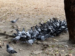 Columba livia domestica
