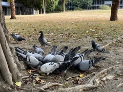 Columba livia domestica