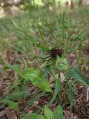 Parawixia bistriata