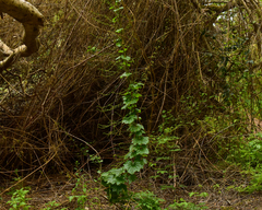 Dioscorea bryoniifolia