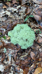Cladonia evansii