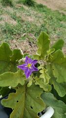 Solanum houstonii