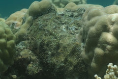 Corythoichthys conspicillatus