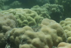 Corythoichthys conspicillatus