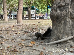 Callosciurus erythraeus thaiwanensis