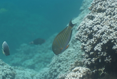 Acanthurus lineatus