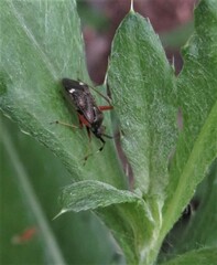 Closterotomus biclavatus