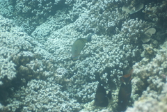 Acanthurus lineatus