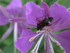 Closterotomus biclavatus