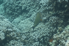 Acanthurus lineatus