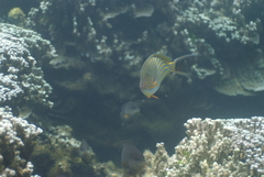Acanthurus lineatus