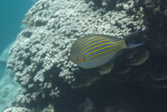 Acanthurus lineatus