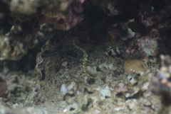 Corythoichthys conspicillatus