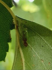 Neolygus contaminatus