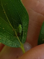 Neolygus contaminatus