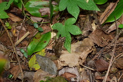 Fejervarya multistriata