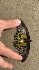 Troides minos