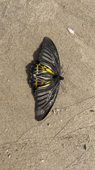 Troides minos