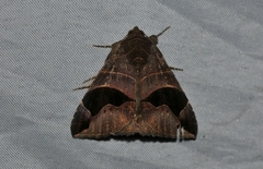 Bastilla joviana