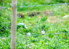 Muscicapa striata striata