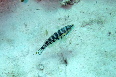 Serranus tigrinus