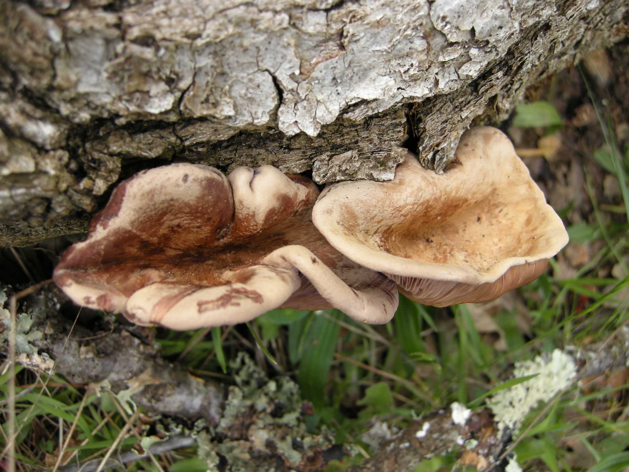 Panus conchatus image