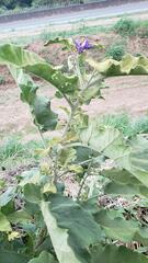 Solanum houstonii