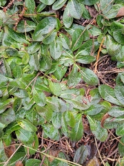 Pilosella officinarum