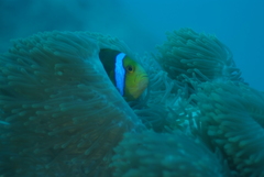 Amphiprion chrysopterus