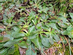 Pilosella officinarum