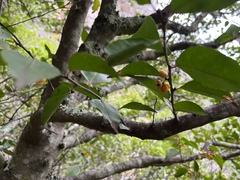 Maytenus acuminata