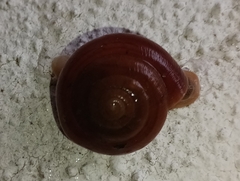 Quantula striata