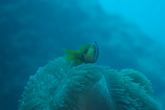 Amphiprion chrysopterus