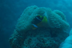 Amphiprion chrysopterus