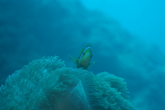 Amphiprion chrysopterus