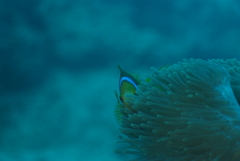 Amphiprion chrysopterus