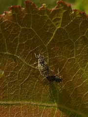 Nithecus jacobaeae