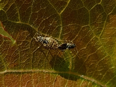 Nithecus jacobaeae
