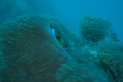 Amphiprion chrysopterus