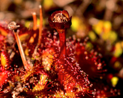 Drosera uniflora