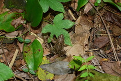 Fejervarya multistriata