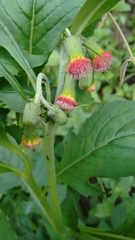 Crassocephalum crepidioides