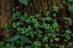 Sedum emarginatum