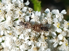 Nithecus jacobaeae