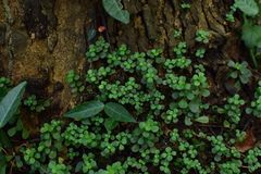 Sedum emarginatum