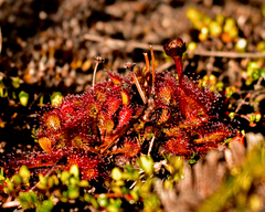 Drosera uniflora