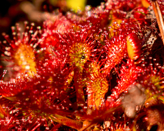 Drosera uniflora