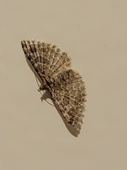 Alucita montana